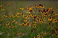 ��д�����Ļƻ�����ͼƬ