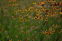 ��дС�ƻ�����ͼƬ