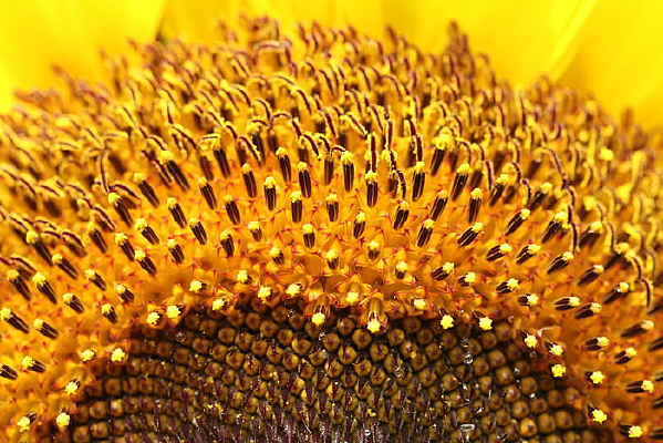 ���տ�����ֲ�ͼ