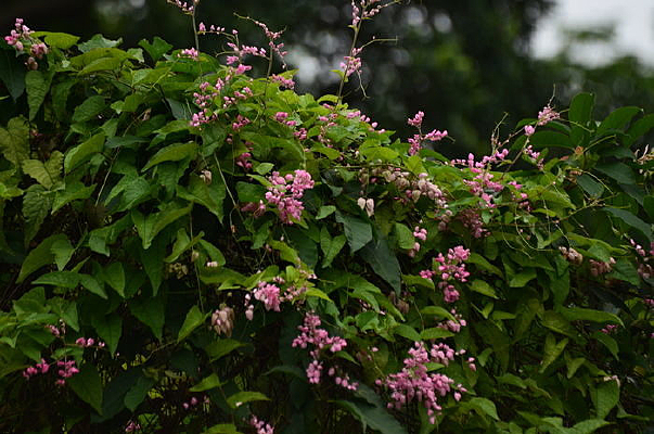 �ʻ�����