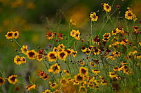 �����Ļƻ�������дͼƬ