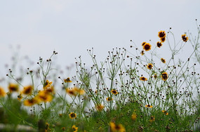 Ұ�����Ƕ�ƻ�ͼƬ