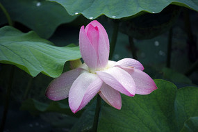 ںҶԵĺɻ