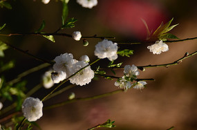 һ֦��ɫ�һ����ͼƬ