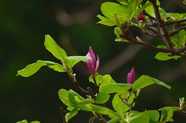 ���������ܷ羰ͼƬ