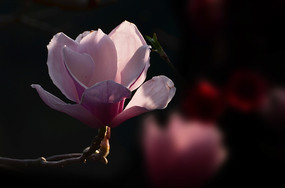 ���ô�������дͼƬ