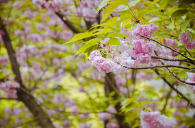 ��Ƭʢ����ӣ��