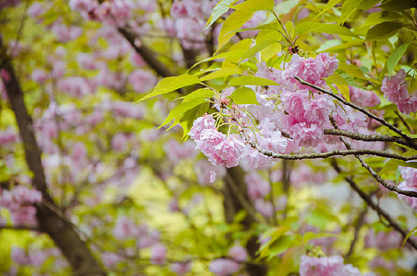 ��Ƭʢ����ӣ��