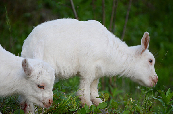 ���ڳԲݵİ�ɫ���