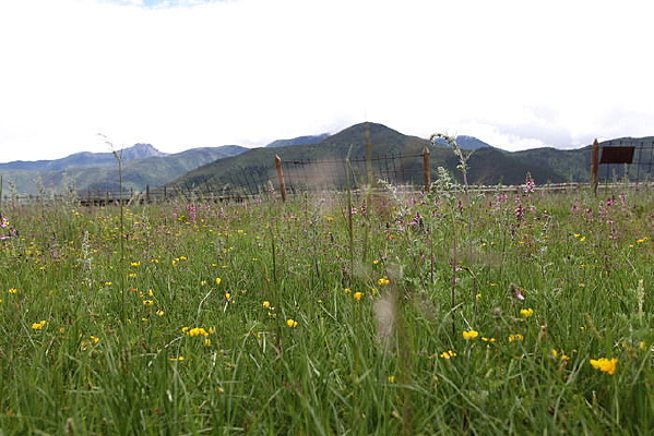 �ݵ���������ֲ��