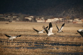 ��ԭ�ϵĺ���