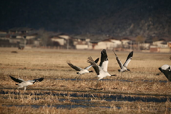 ��ԭ�ϵĺ���