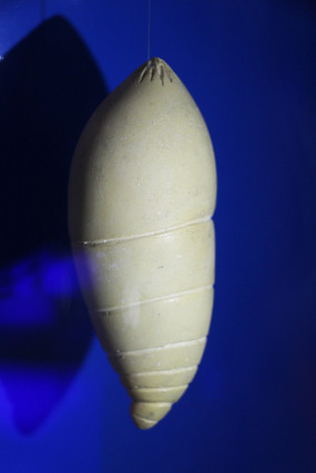 ���ǲ�������������