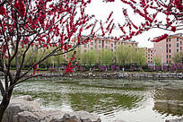 �ʺ�����