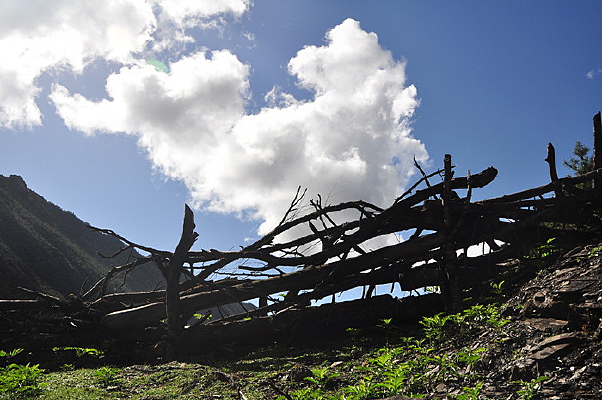 �����¿�ή����֦