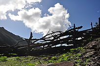 �����¿�֦