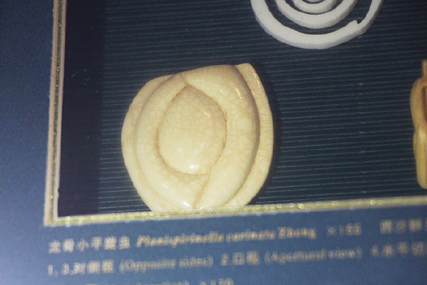 ����Сƽ�������