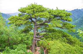 ǧɽ�ƴ��ų�����