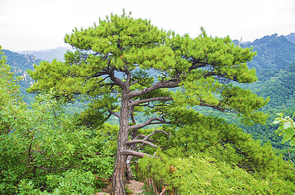 ǧɽ�ƴ��ų�����