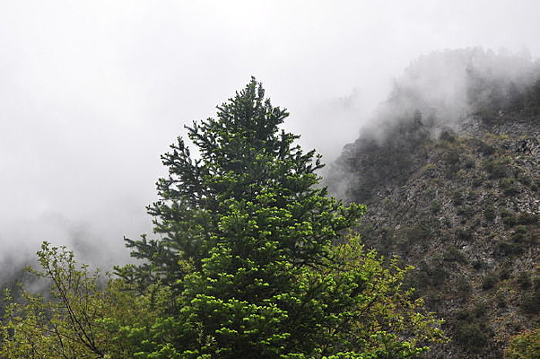 ���ɺ����ɽ��