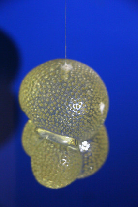 �������������ҳ����