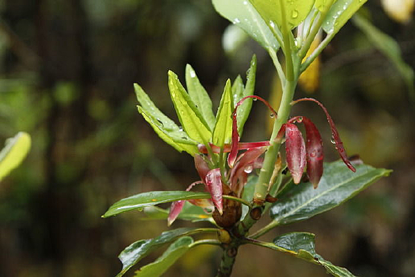 ɭ���������Ļ���