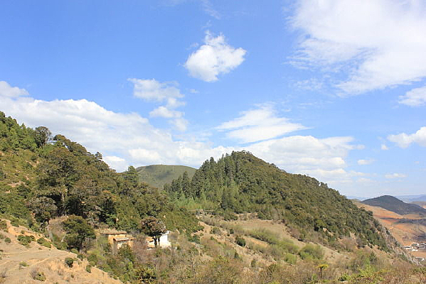 ɽ��ɽ��ֲ����ľ