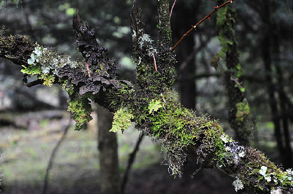 ɽ�й�������֦