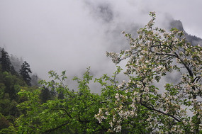 ��ɽ�е�÷��