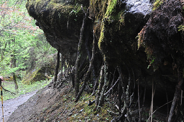 ��ɽ�п�ή����֦