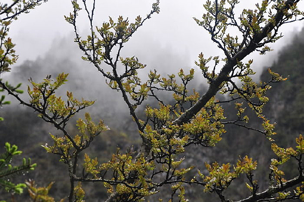 ��ɽ����������֦