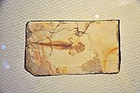 Uʯ