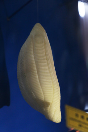 �ִ�С�䳲�����