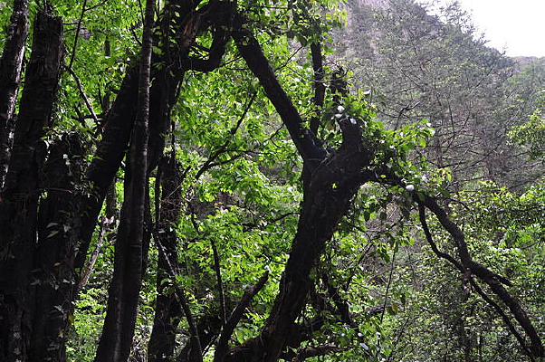 ԭʼɭ�������ľ