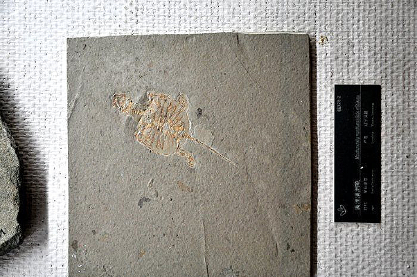 ����������޹�