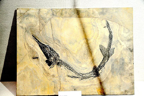 �������ʼ����