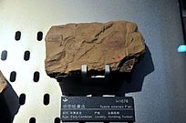 纮л׿