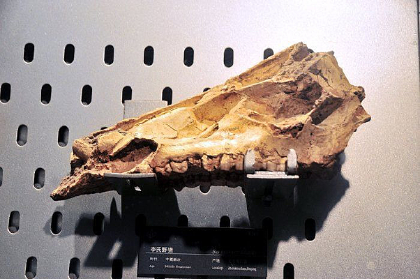 �����ز�