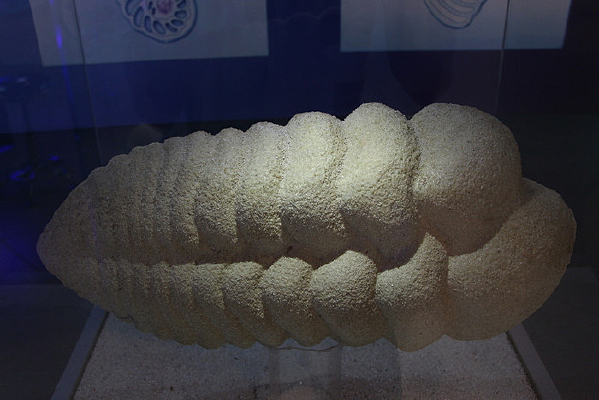 �����֯�����