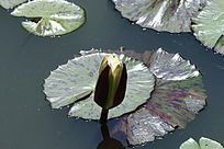 ��ɫ������