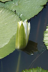 ��ɫ������