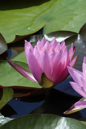 半开的粉红莲花