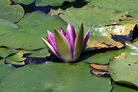 �뿪�ķۺ�������