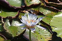 �뿪������