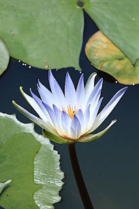 �뿪��ǳ��ɫ����