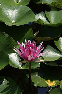 �뿪���Ϻ�ɫ����