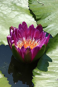 �뿪õ��ɫ������