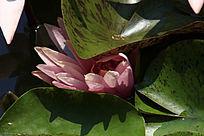 ���ڵķ�����