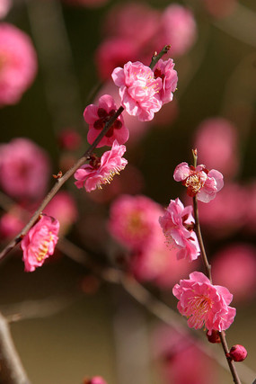 ���غ���