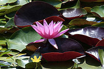 ����ĺ�����